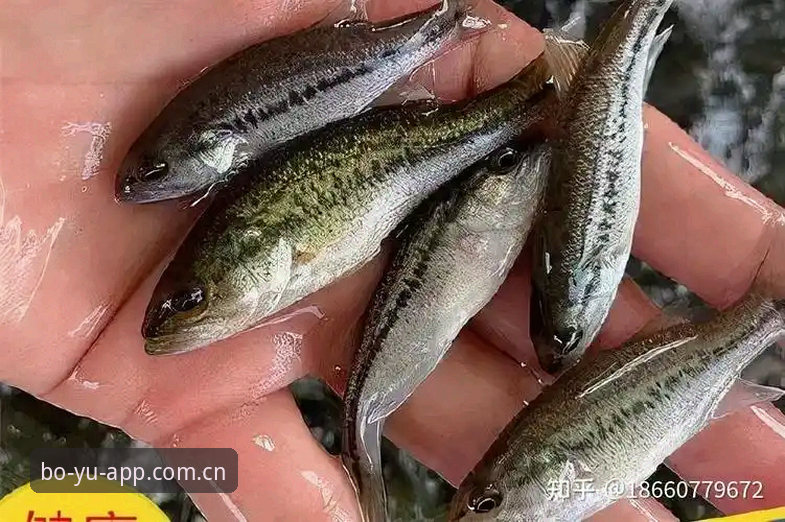 博鱼体育平台新手进阶指南：掌握博鱼电子竞技的全链路玩法